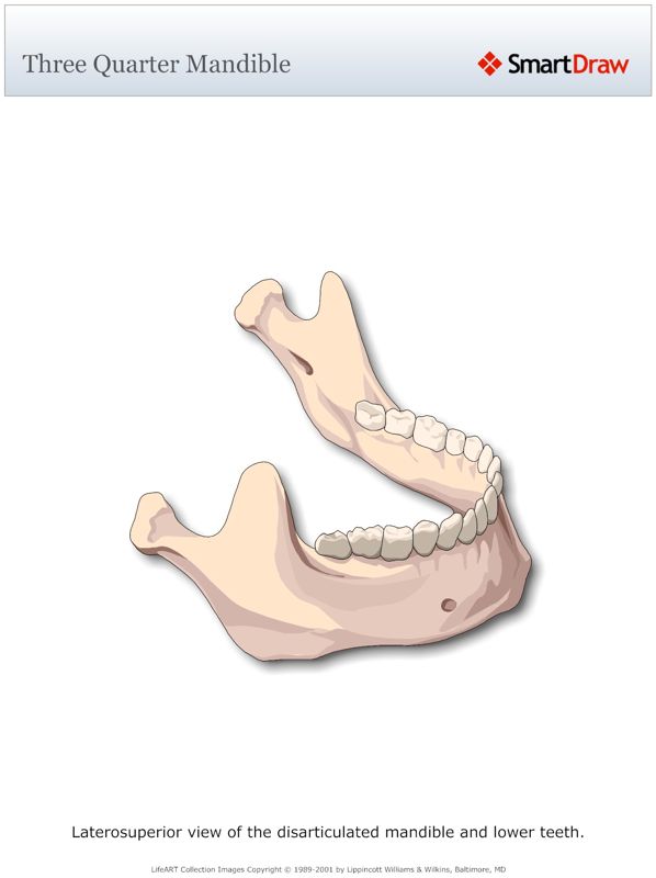 Three_Quarter_Mandible