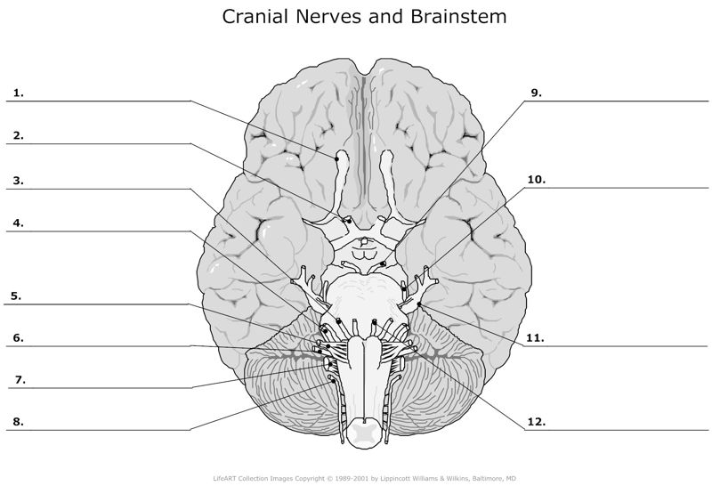 Cranial_Nerces_and_Brainstrem