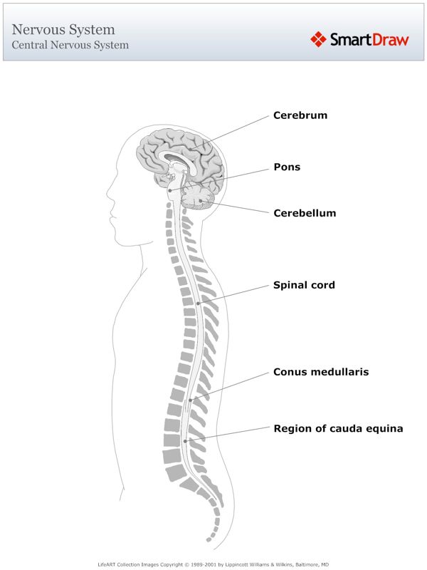 Central_Nervous_System