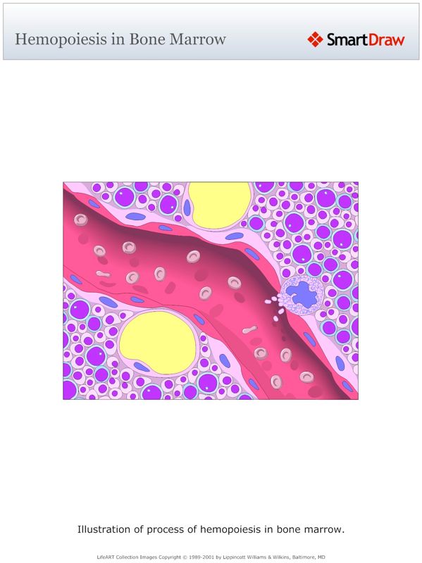 Hemopoiesis_in_Bone_Marrow