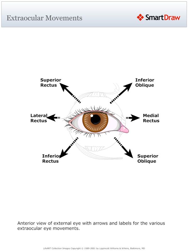 Extraocular Movements