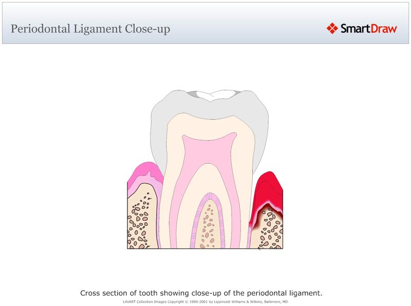 Periodontal_Ligament_Close-up