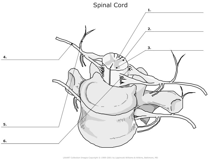 Spinal_Cord