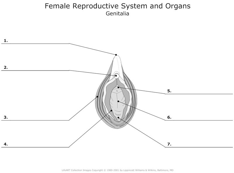 Female_Reproductive_System_and_Organs Genitalia