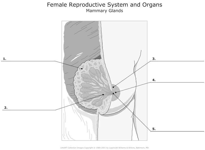 Female_Reproductive_System_and_Organs Mammary_Glands