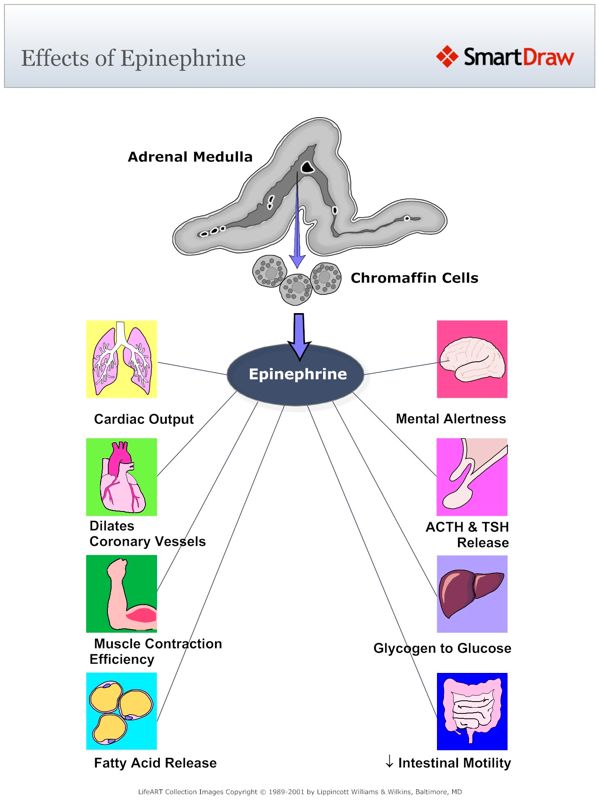 Effects_of_Epinephrine