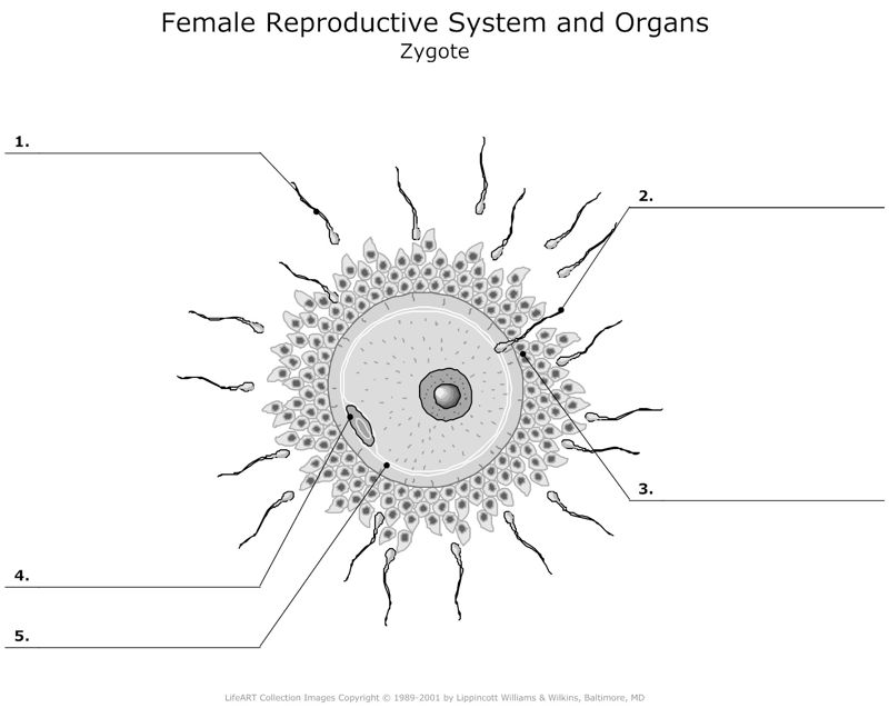Female_Reproductive_System_and_Organs Zygote