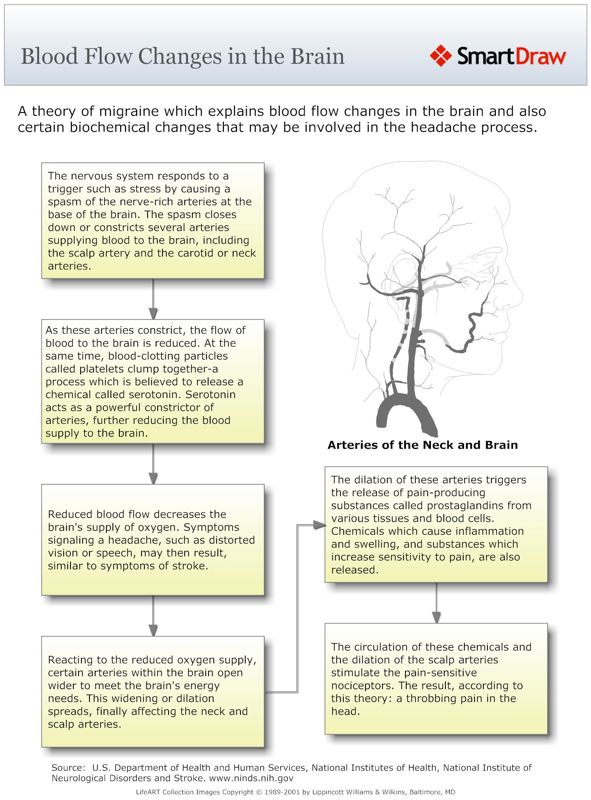 Blood_Flow_Changes_in_the_Brain