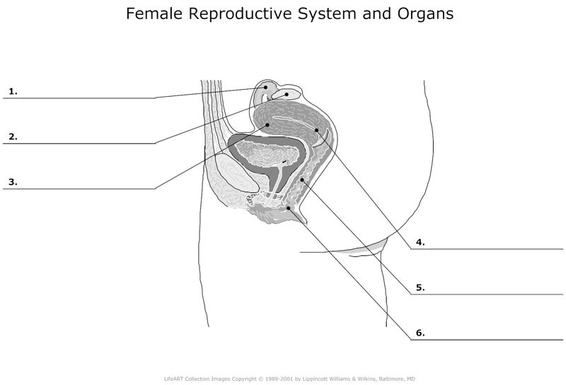 Female_Reproductive_System_and_Organs