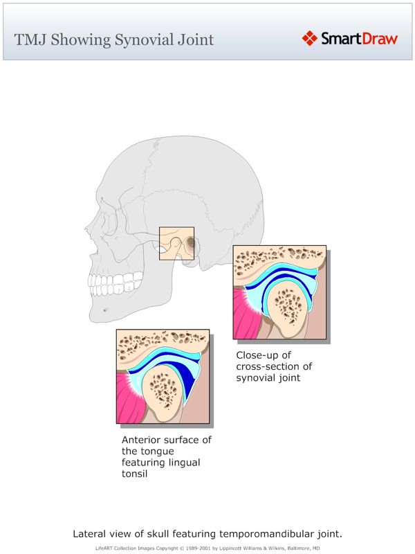TMJ_Showing_Synovial_Joint