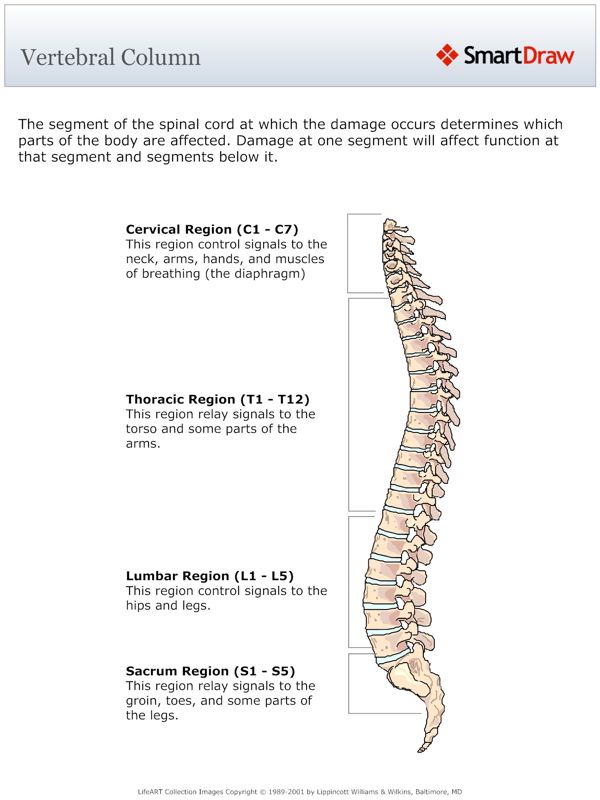 Vertebral_Column