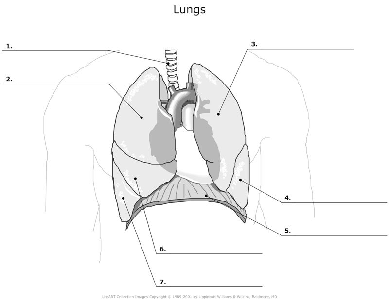 Lungs