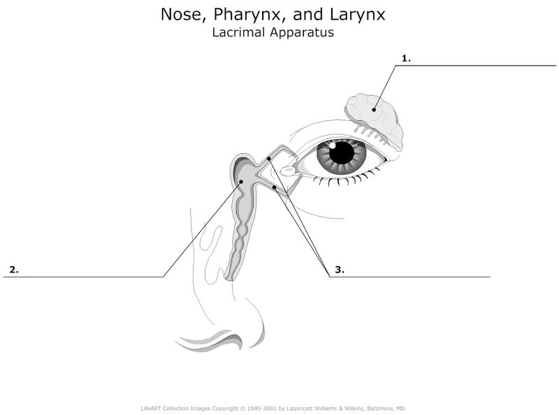 Nose_Pharynx_and_Larynx Lacrimal_Apparatus