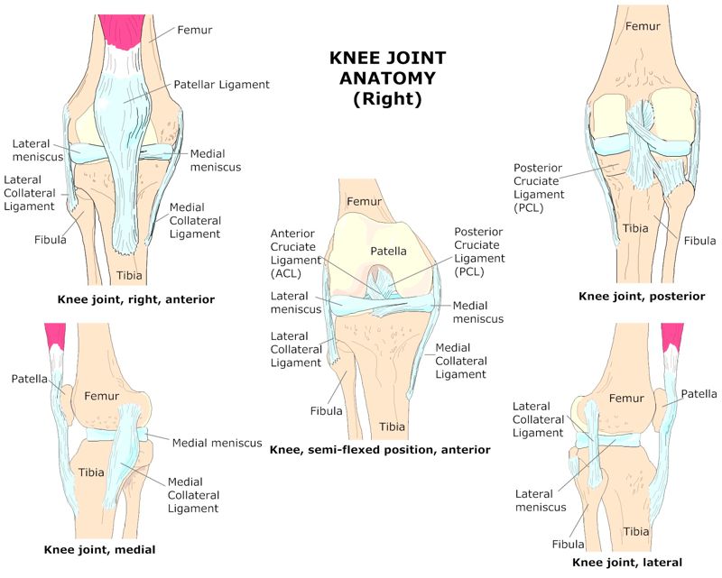 KNEE_JOINT