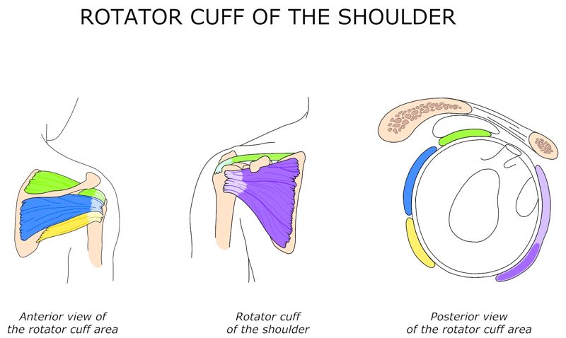 ROTATOR_CUFF_OF_THE_SHOULDER
