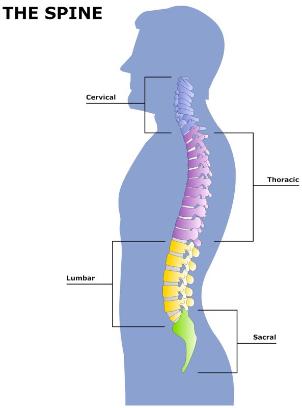 THE_SPINE