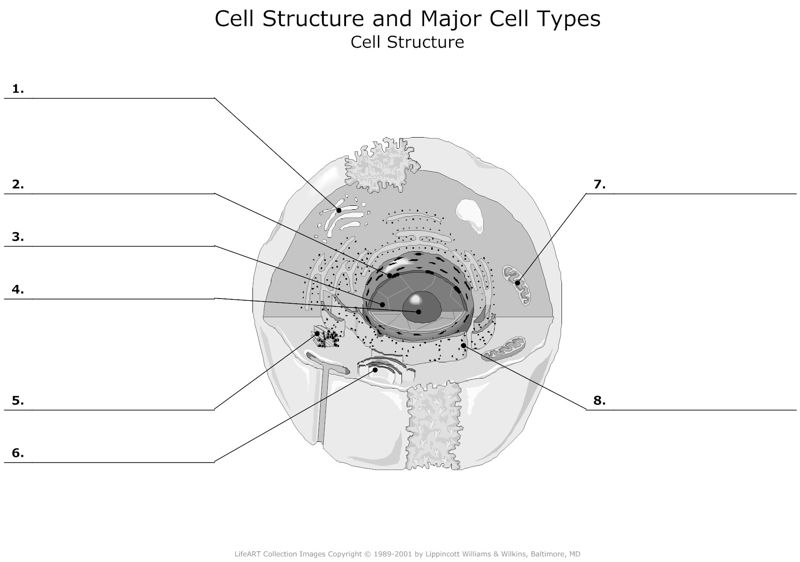 Cell_Structure