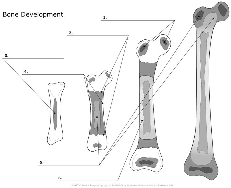 Bone_Developement