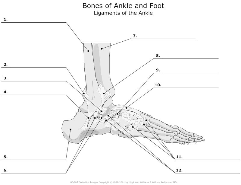 Bones_of_Ankle_and_Foot Ligaments_of_the_Ankle