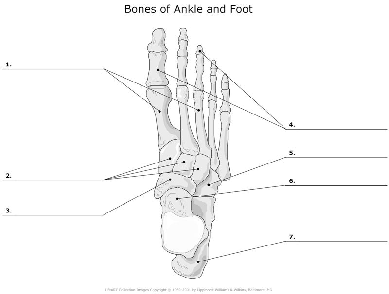 Bones_of_Ankle_and_Foot