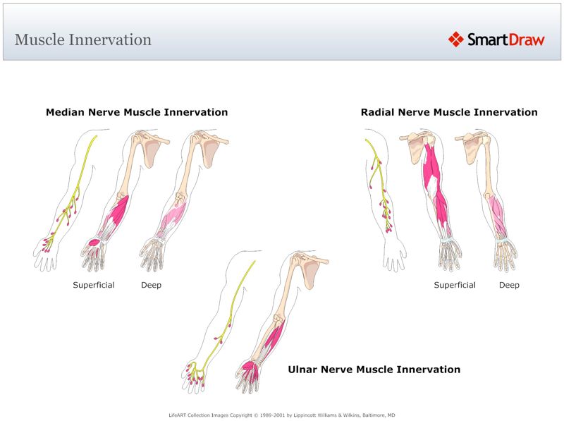 Muscle_Innervation