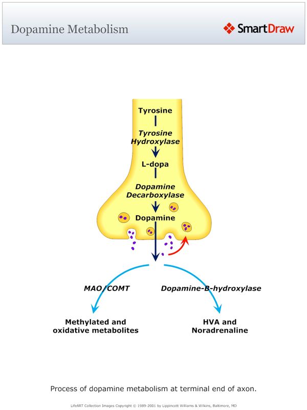 Dopamine_Metabolism
