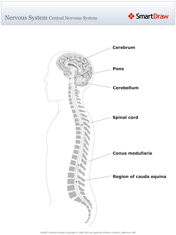 Nervous_System_Central_Nervous_System