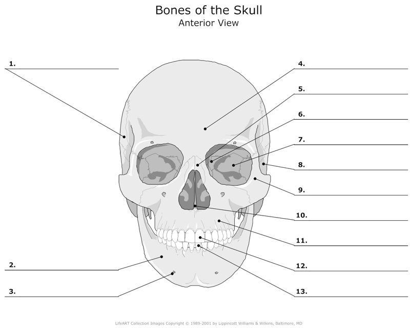Bones_of_the_Skull Anterior_View