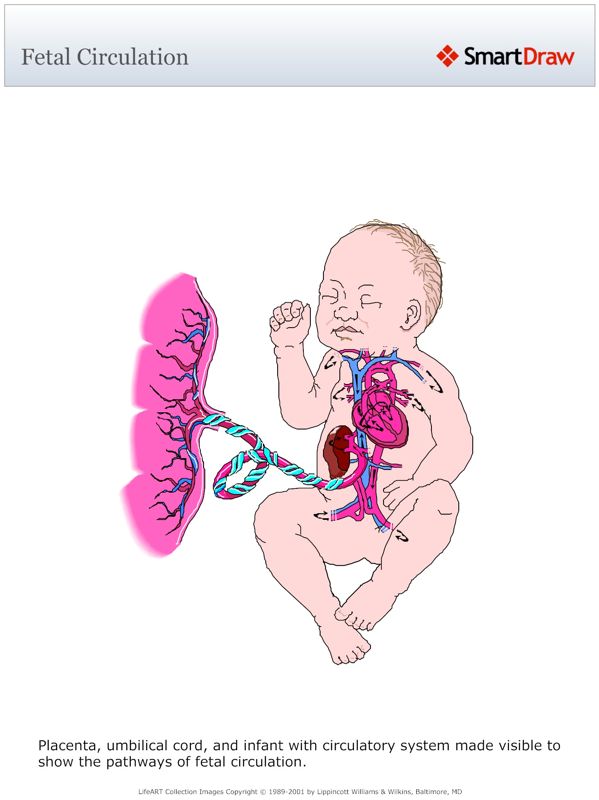 Fetal_Circulation