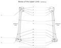 Bones_of_the_Upper_Limb Humerus
