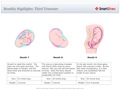 Monthly_Highlights_Third_Trimester