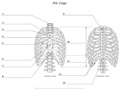 Rib_Cage
