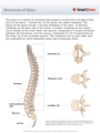 Structures_of_Spine