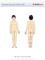 External_Anatomy_Male_Child
