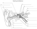 Hearing_and_Balance