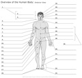 Overwiev_of_the_Human_Body Anterior_View