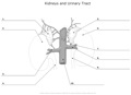 Kidneys_and_Urinary_Tract
