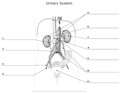 Urinary_System