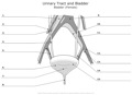 Urinary_Tract_and_Bladder Bladder(Female)