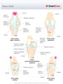 Knee_Joint