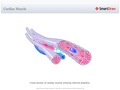 Cardiac_Muscle