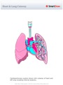Heart_Lung_Cutaway