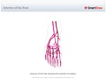 Arteries_of_the_Foot