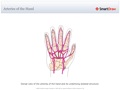 Arteries_of_the_Hand