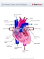 The_Human_Heart_and_Circulation