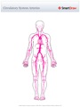 Circulatory_System_Arteries