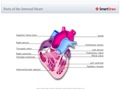 Parts_of_the_Internal_Heart