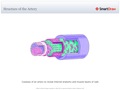 Structure_of_the_Artery
