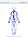 Veins_of_the_Body