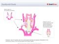 Parathyroid_Glands
